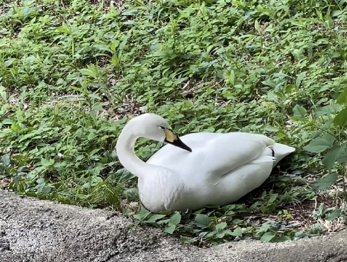 Tundra Swan